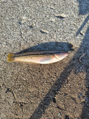 キュウセンの釣果