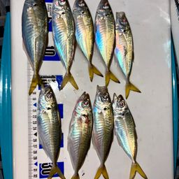 アジ