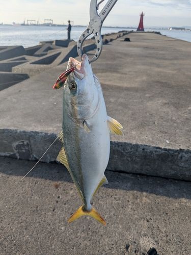 ツバスの釣果