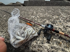 シロギスの釣果