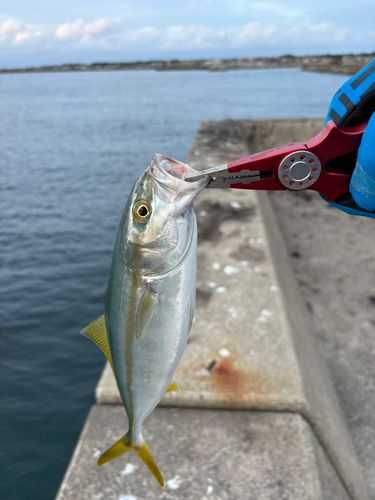 ワカシの釣果