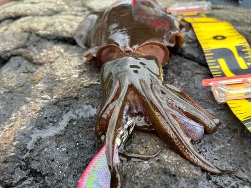 アオリイカの釣果