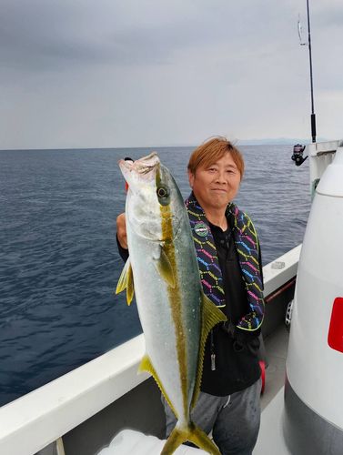 ヒラマサの釣果