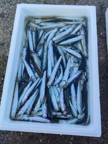 イワシの釣果