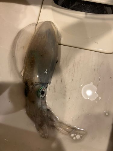 知多湾