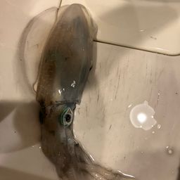 アオリイカ