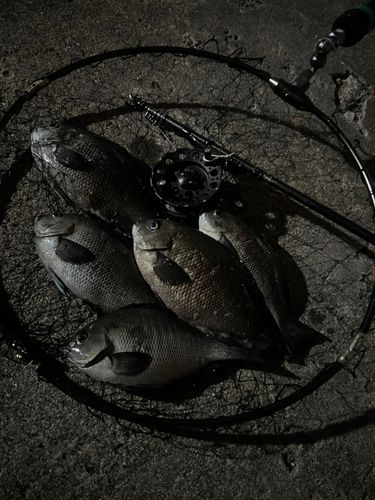 メジナの釣果