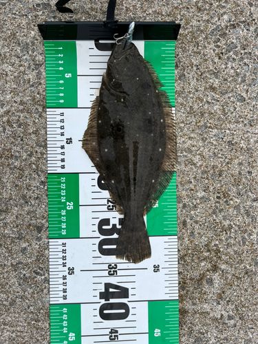 ヒラメの釣果