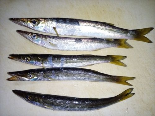 カマスの釣果