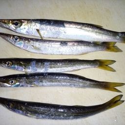 カマス