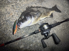 チヌの釣果
