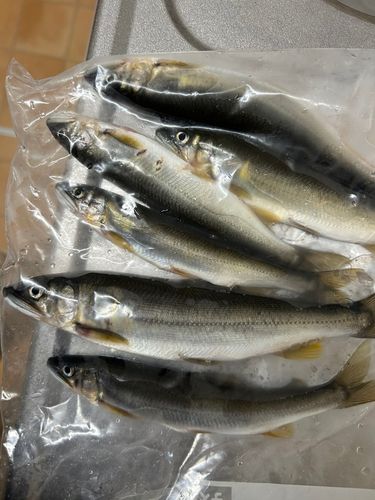 アユの釣果