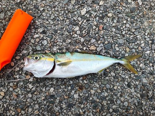 ツバイソの釣果
