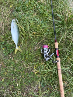 ワカシの釣果