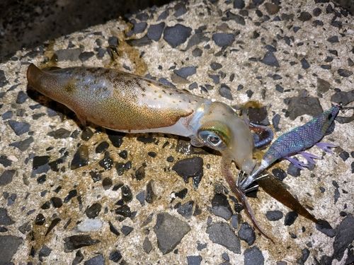 アオリイカの釣果