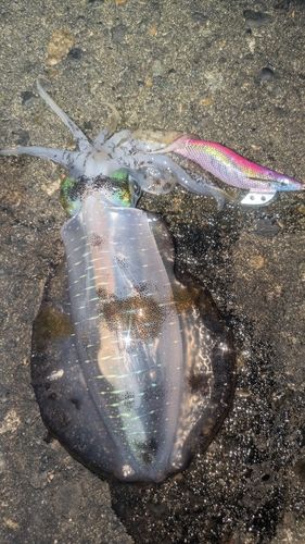 アオリイカの釣果