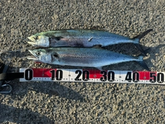 サゴシの釣果
