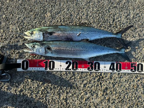 サゴシの釣果