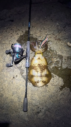 アオリイカの釣果