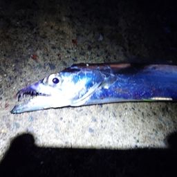 タチウオ