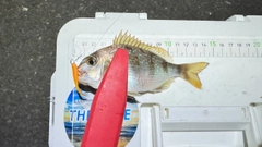 チャリコの釣果