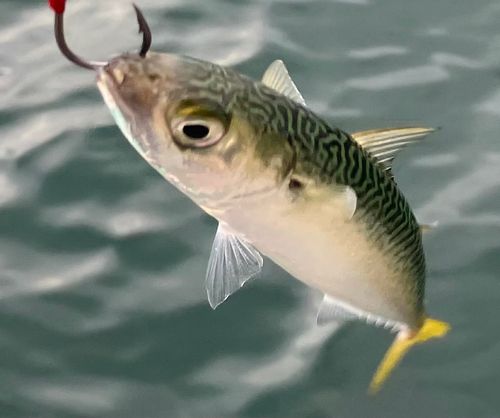 サバの釣果