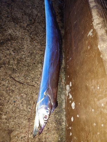 タチウオの釣果