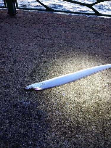 タチウオの釣果