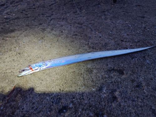 タチウオの釣果