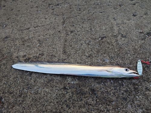 タチウオの釣果