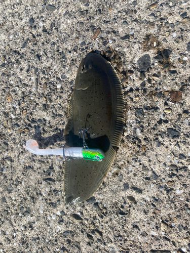ソゲの釣果