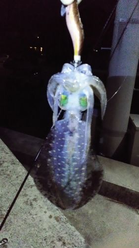 瀬戸内海