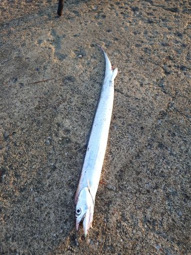 タチウオの釣果