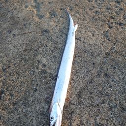 タチウオ