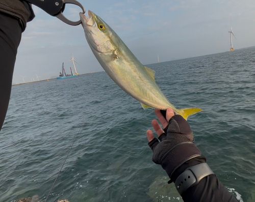 ヤズの釣果