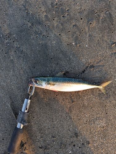 ゴマサバの釣果