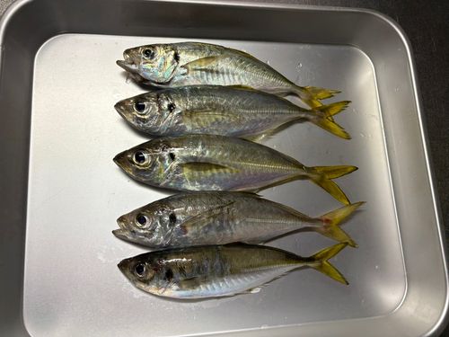 マアジの釣果