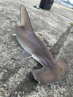 ハンマーヘッドシャークの釣果