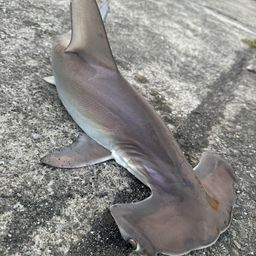 ハンマーヘッドシャーク