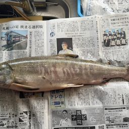 アキアジ