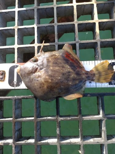 カワハギの釣果