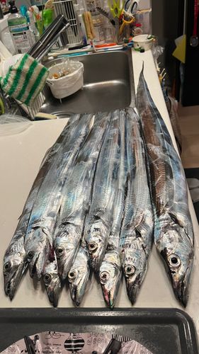 タチウオの釣果