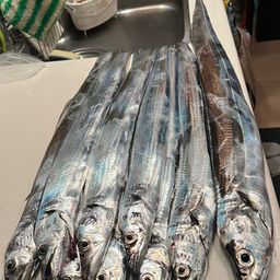 タチウオ