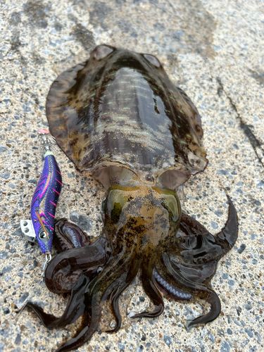アオリイカの釣果