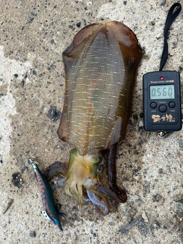 アオリイカの釣果