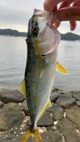 ツバスの釣果