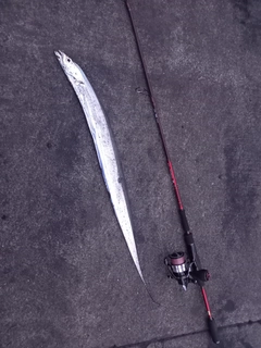 タチウオの釣果