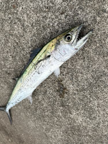 大浜釣り公園（金沢港ふれあい広場）
