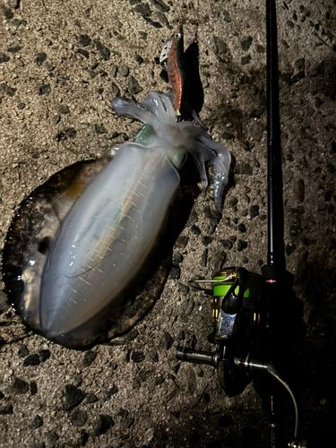 アオリイカの釣果