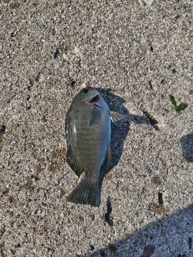グレの釣果